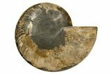 Cut & Polished, Agatized Ammonite Fossil - Madagascar #317505-4